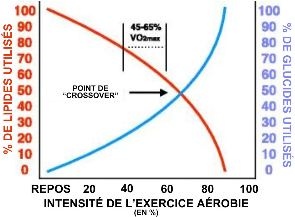 Seuils lactiques et ventilatoires les comprendre, les mesurer, les utiliser